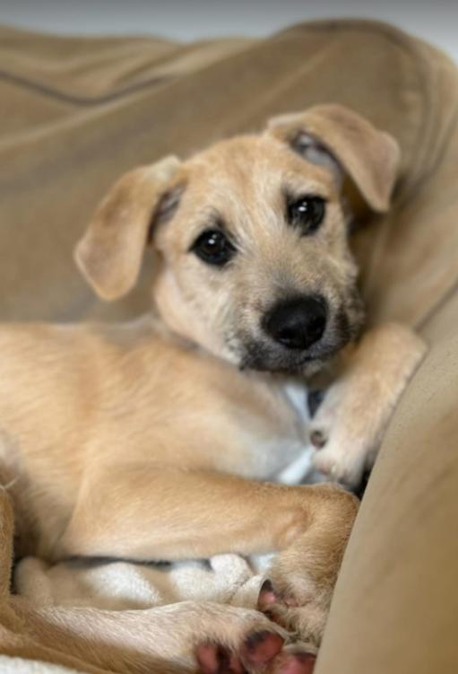Fendi, Baby Female Terrier