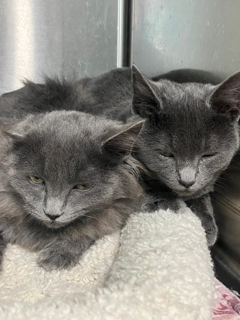 Stac, Adoptable, Kitten Female Russian Blue.