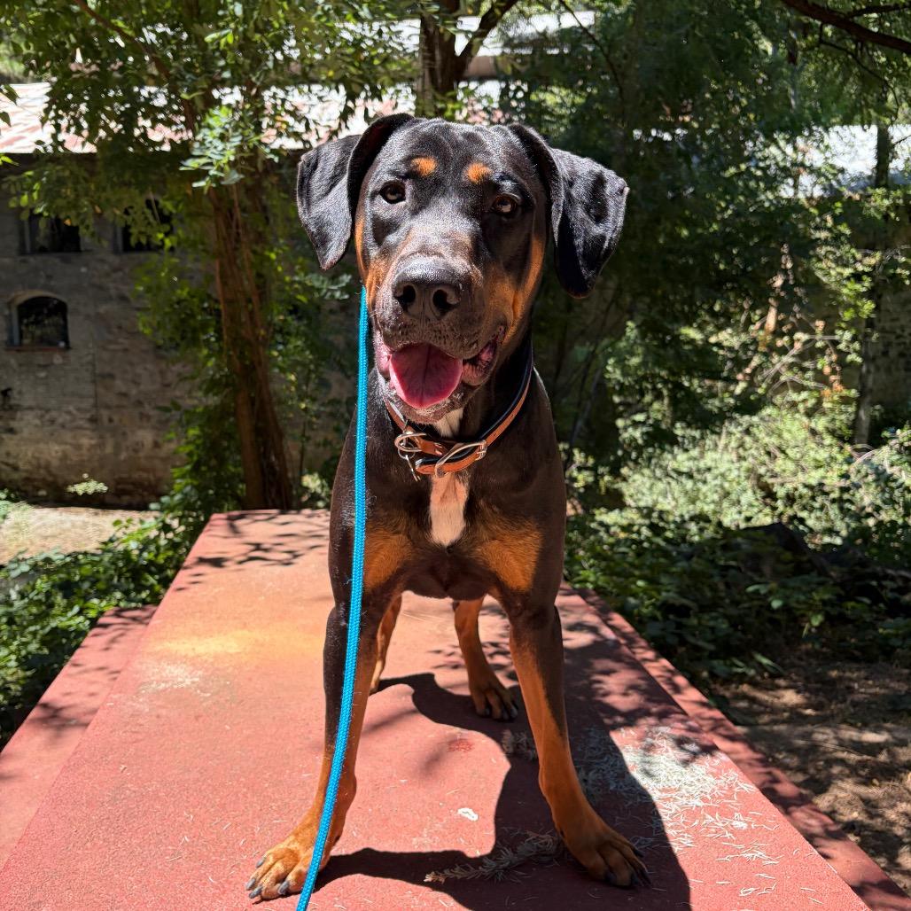 Enlarge Zeus- Big Boy, a ADOPTABLE Doberman Pinscher in Grass Valley, CA image 2/6