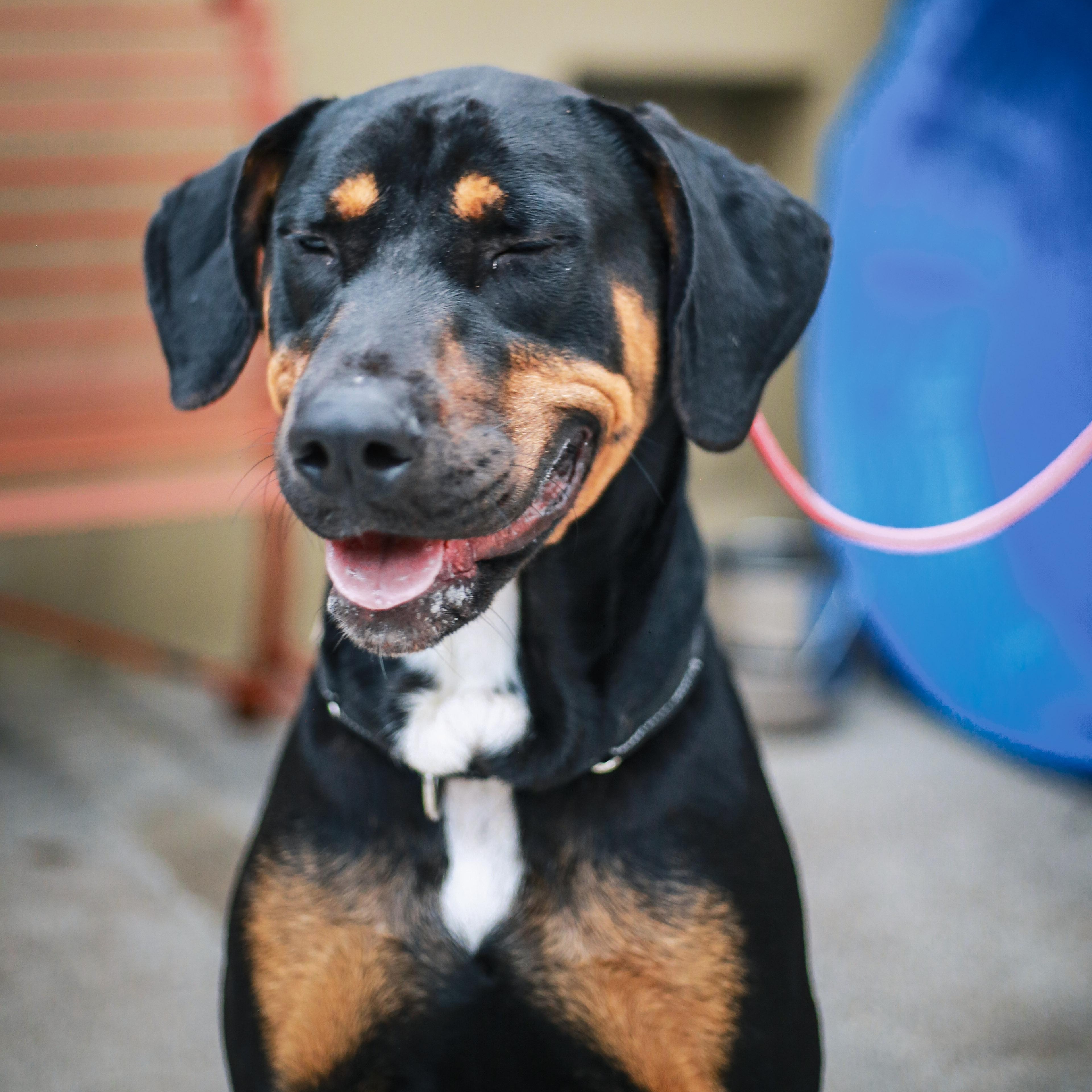 Enlarge Zeus- Big Boy, a ADOPTABLE Doberman Pinscher in Grass Valley, CA image 6/6