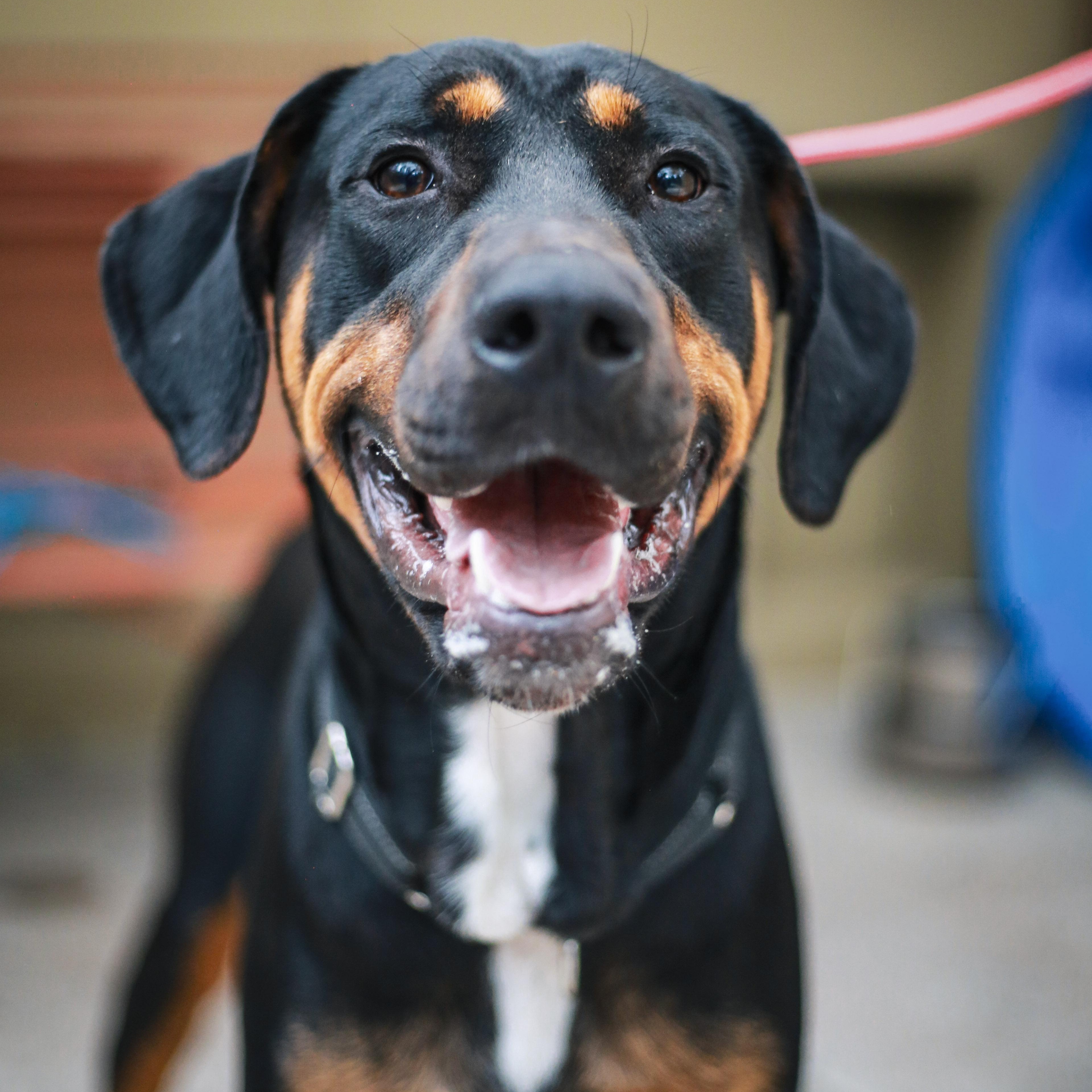 Zeus- Big Boy, ADOPTABLE, Young Male Doberman Pinscher.