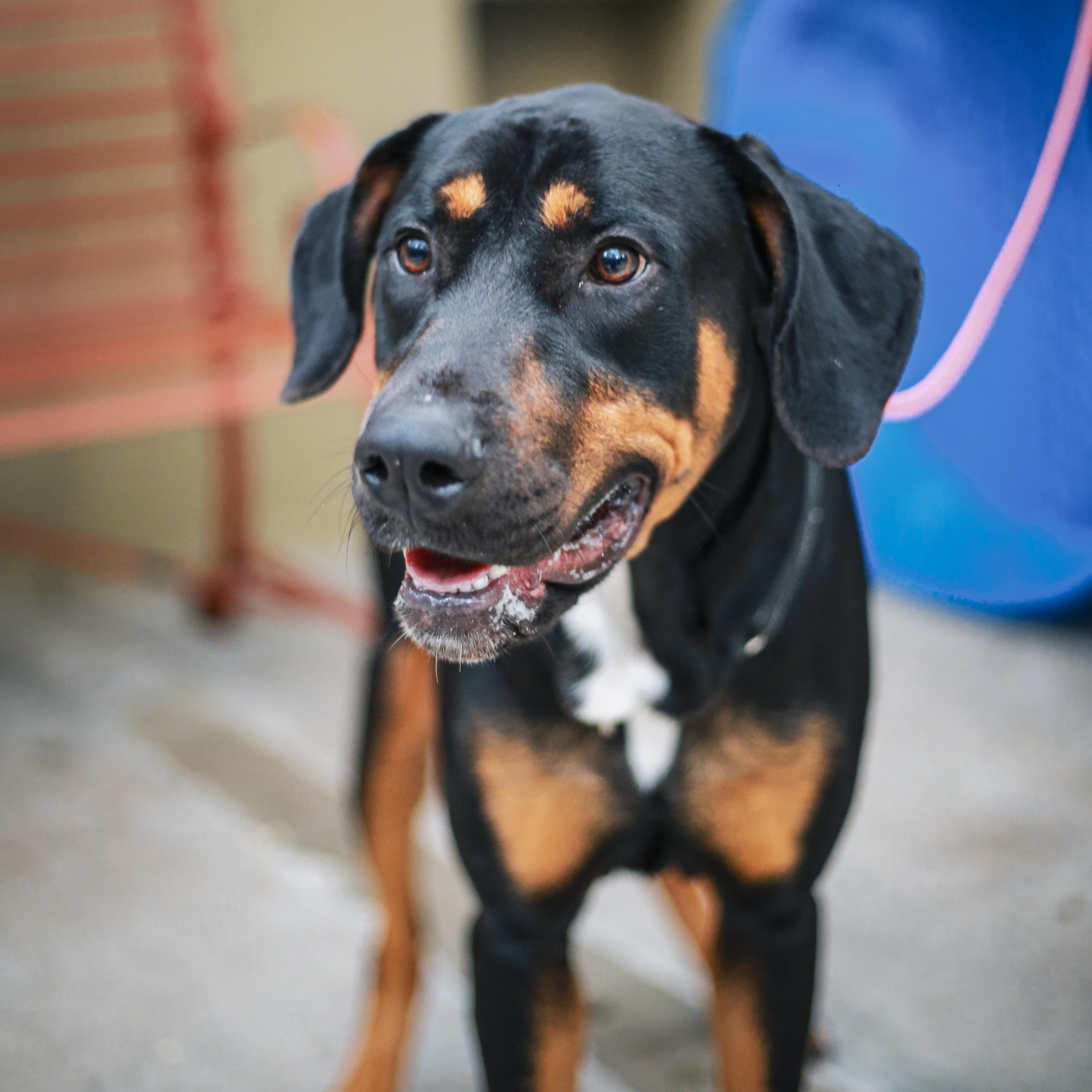 Enlarge Zeus- Big Boy, a ADOPTABLE Doberman Pinscher in Grass Valley, CA image 5/6