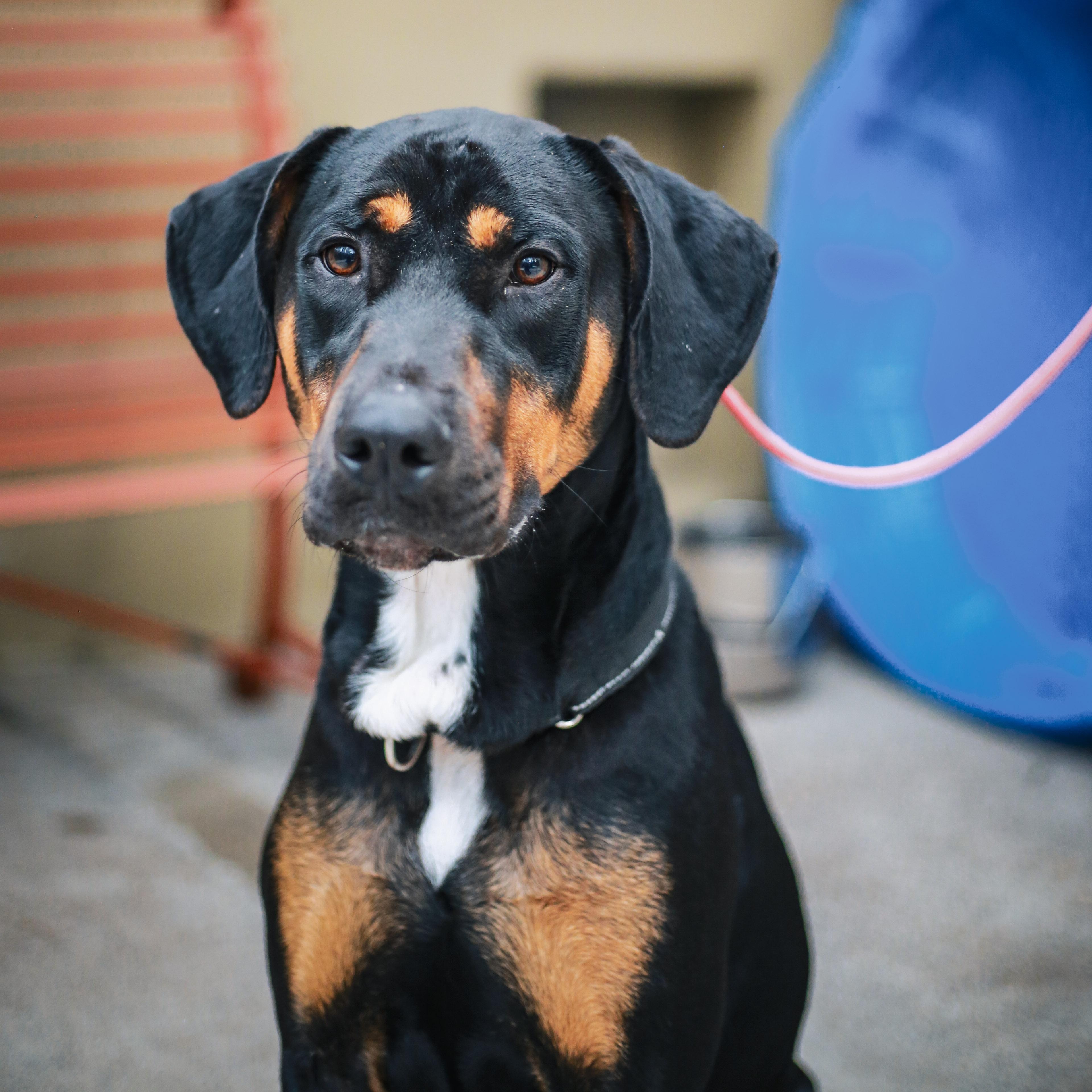 Enlarge Zeus- Big Boy, a ADOPTABLE Doberman Pinscher in Grass Valley, CA image 4/6