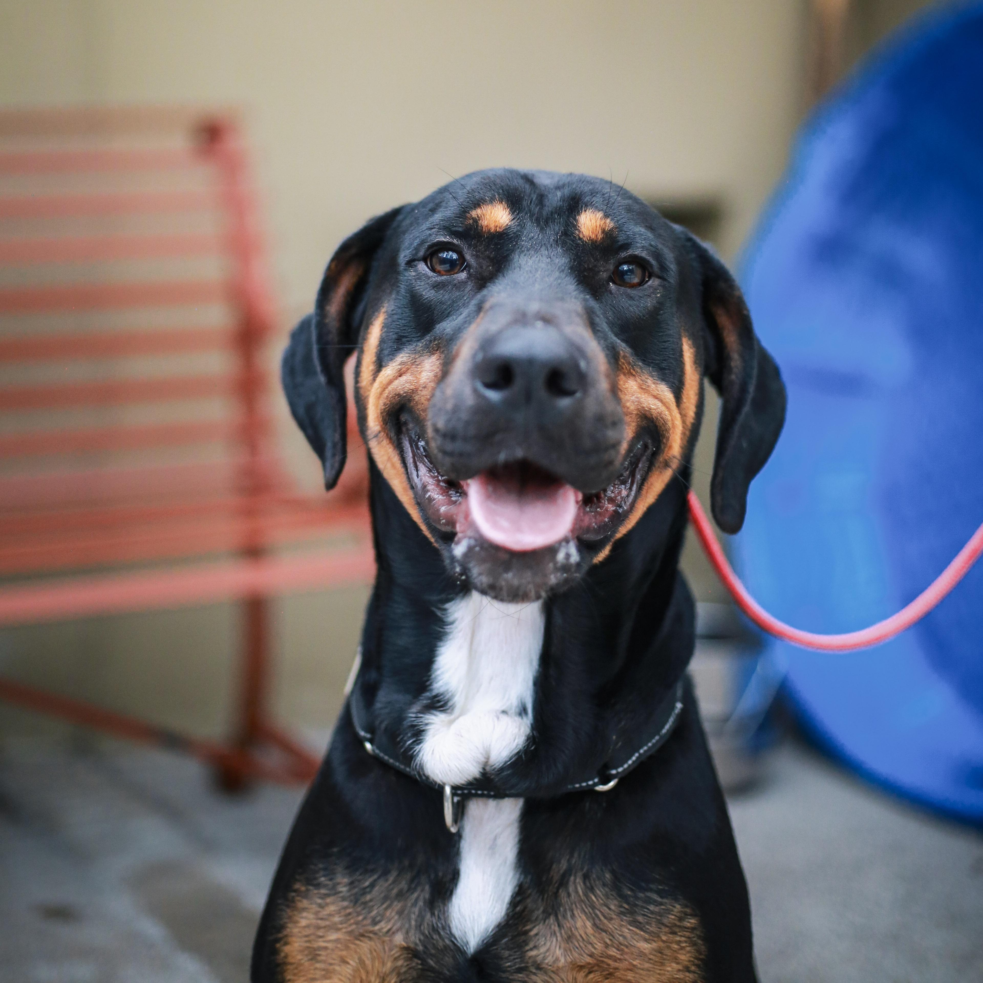 Enlarge Zeus- Big Boy, a ADOPTABLE Doberman Pinscher in Grass Valley, CA image 3/6