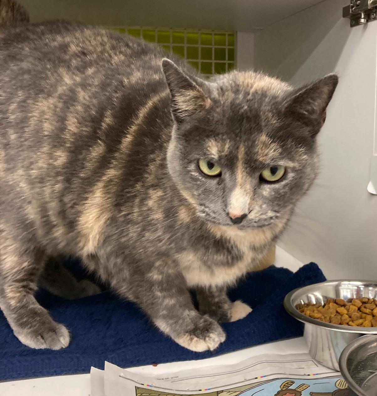 Dorothy, an adopted mixed breed in Bridgeport, CT image 3/3