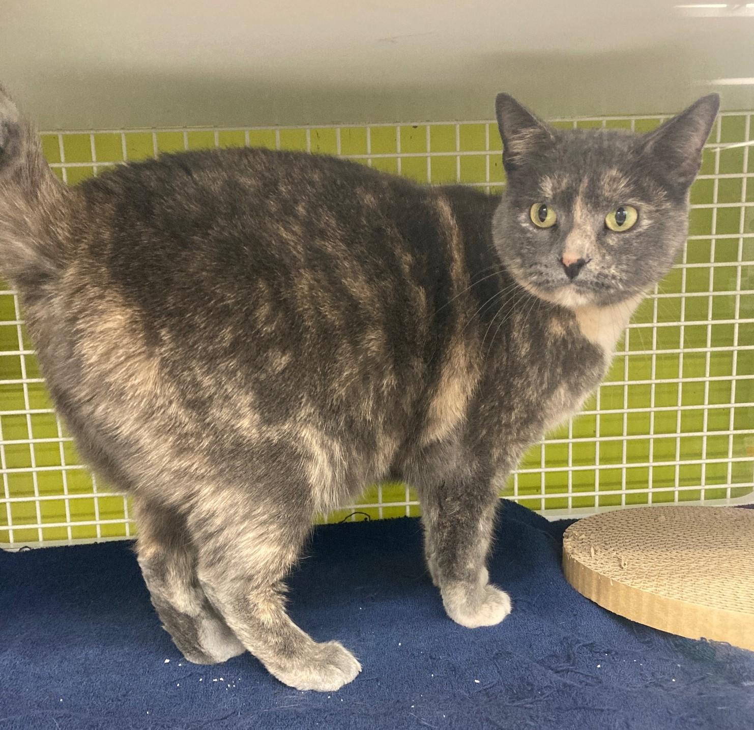 Dorothy, an adopted mixed breed in Bridgeport, CT image 2/3