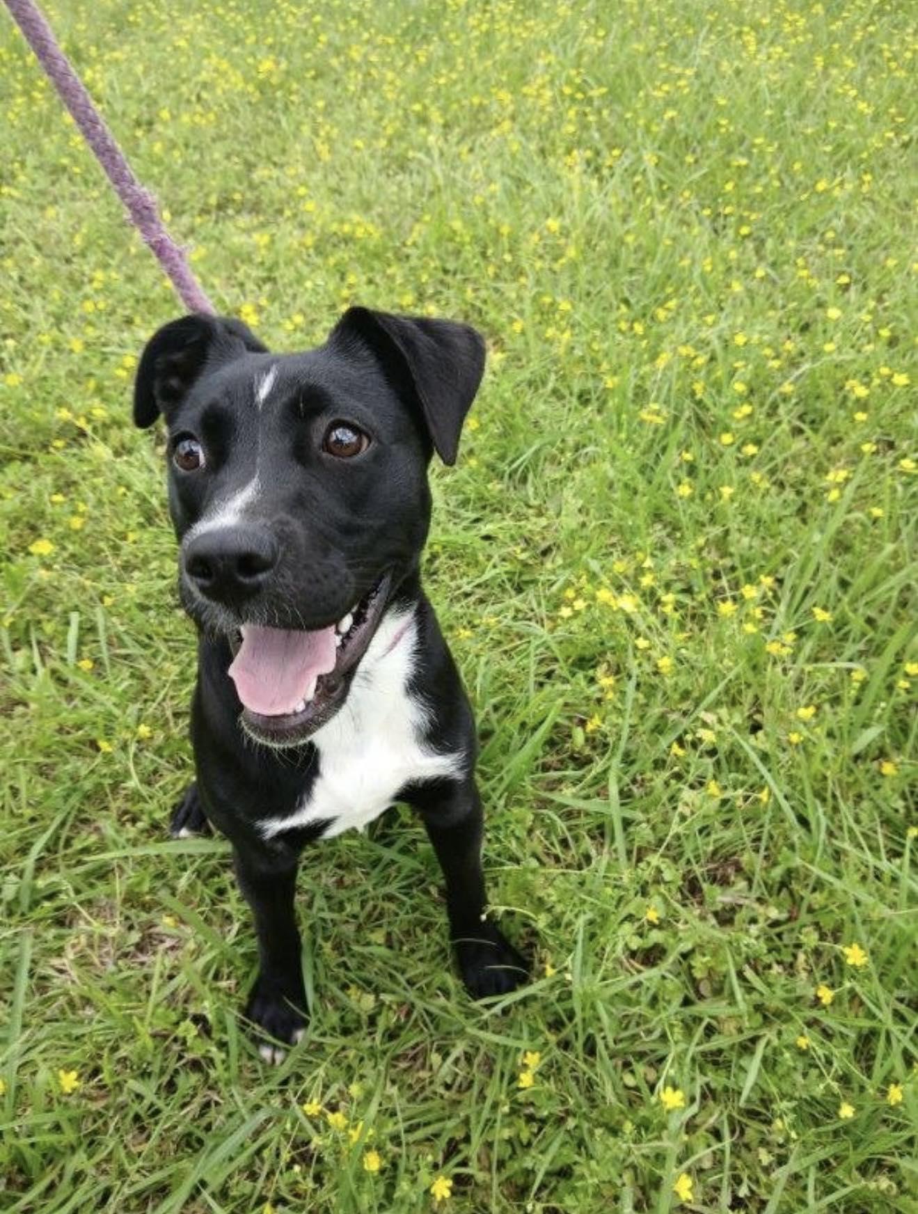 Enlarge Kyrene, a Adoptable mixed breed in Jacksonville, TX image 1/1