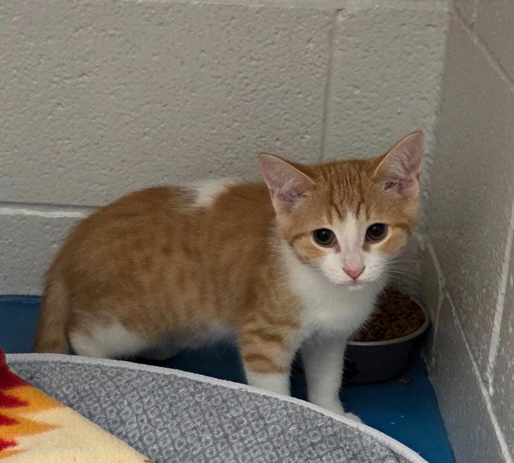 Enlarge Eugene, a Adoptable mixed breed in Muskegon, MI image 1/3