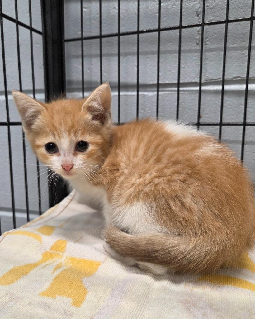 Enlarge Eugene, a Adoptable mixed breed in Muskegon, MI image 2/3