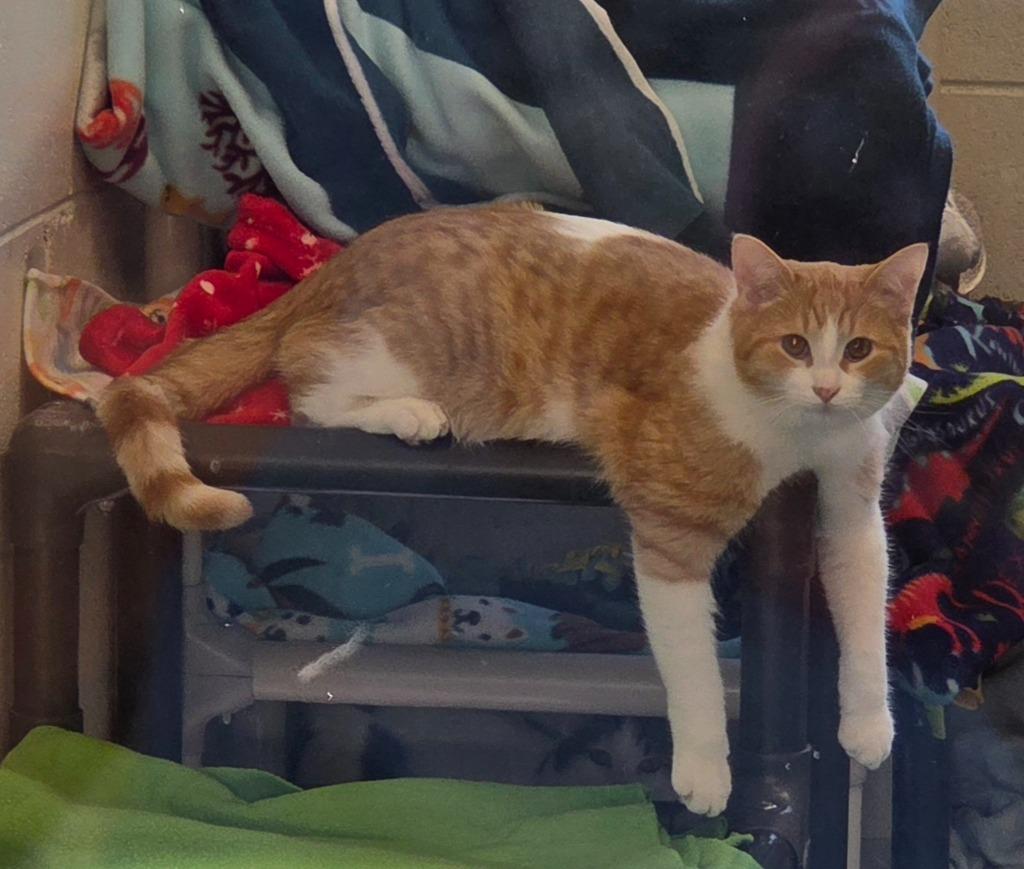 Enlarge Eugene, a Adoptable mixed breed in Muskegon, MI image 3/3