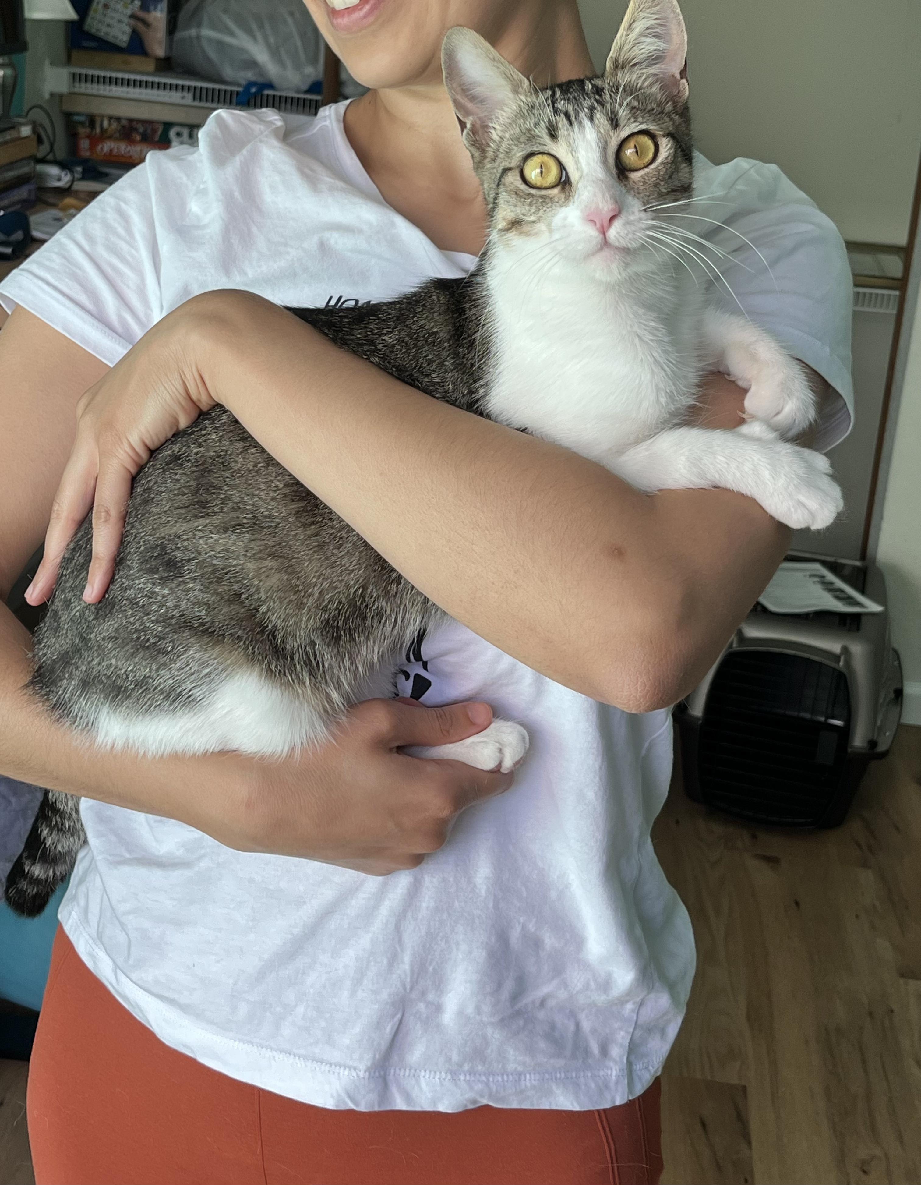 Enlarge Gracie, a Adoptable mixed breed in San Jose, CA image 3/6