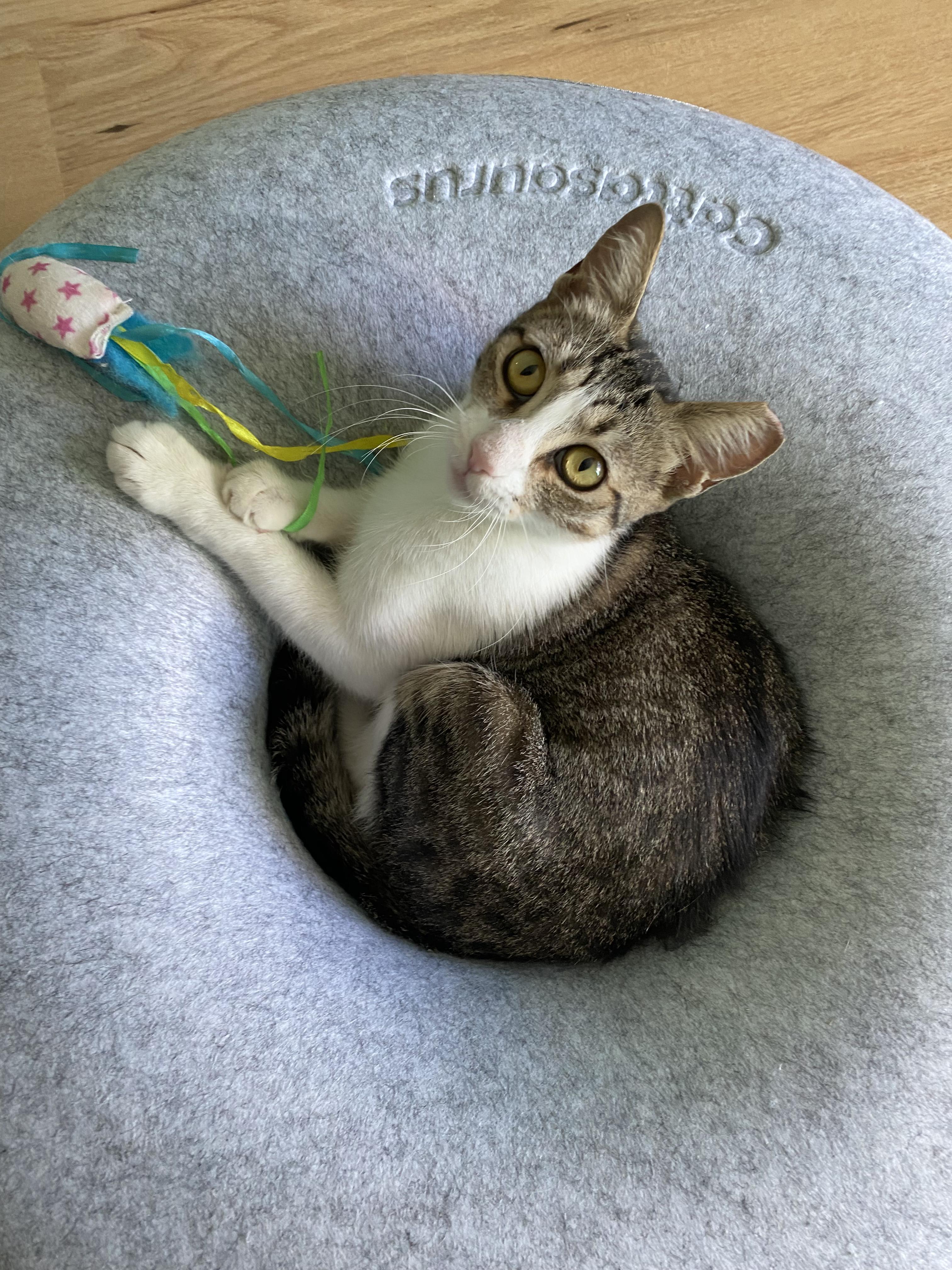 Enlarge Gracie, a Adoptable mixed breed in San Jose, CA image 4/6