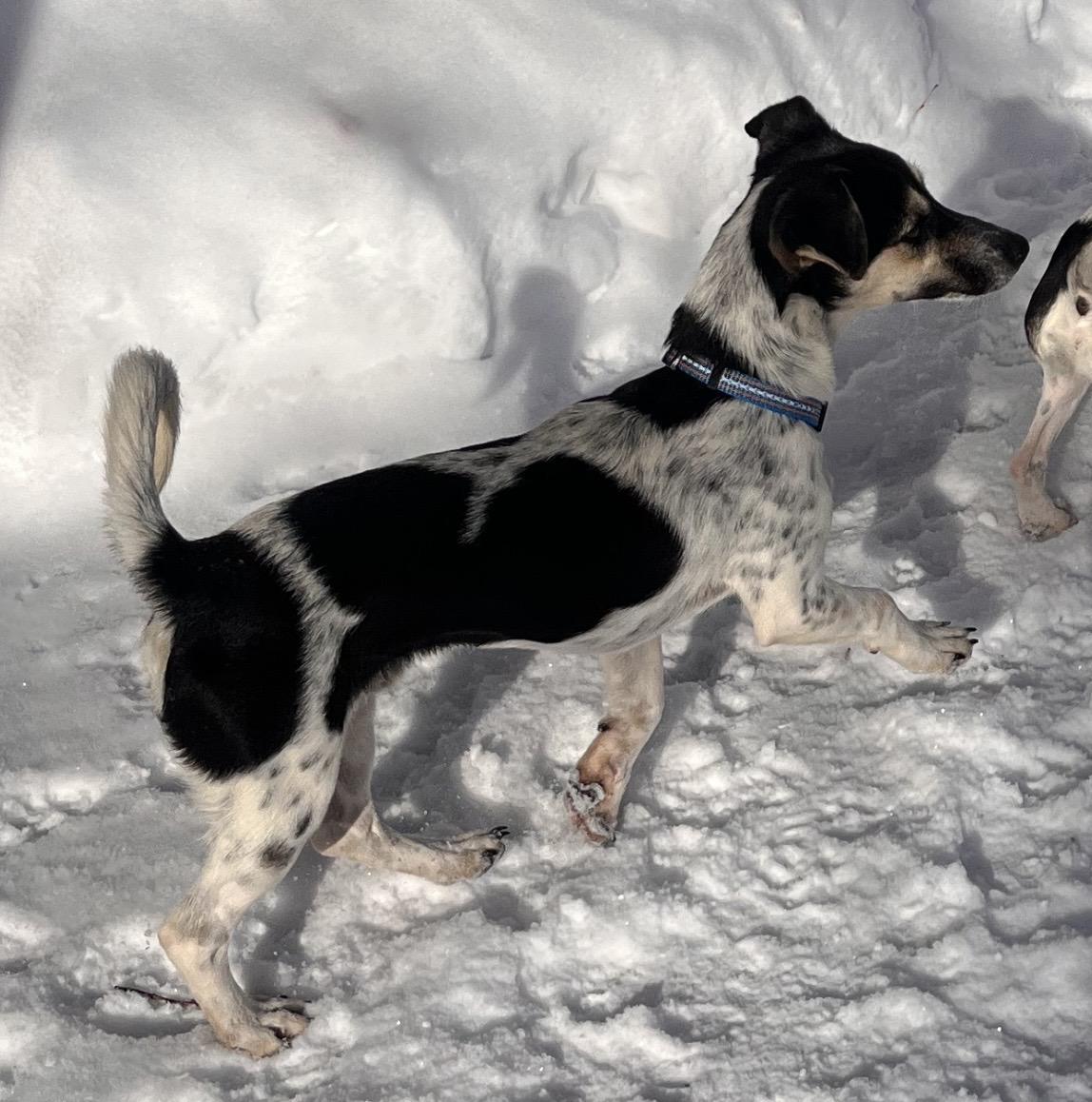 Enlarge Zeke, a Adoptable Jack Russell Terrier in Toronto, ON image 4/6
