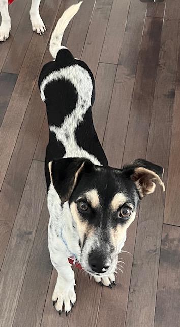 Enlarge Zeke, a Adoptable Jack Russell Terrier in Toronto, ON image 2/6