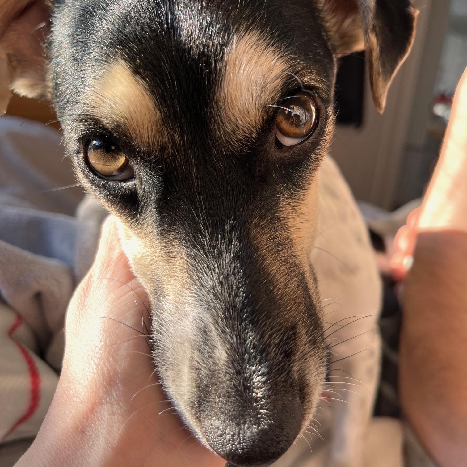 Enlarge Zeke, a Adoptable Jack Russell Terrier in Toronto, ON image 6/6