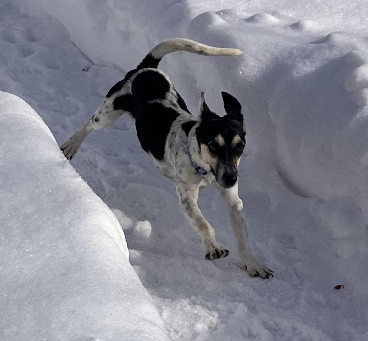 Enlarge Zeke, a Adoptable Jack Russell Terrier in Toronto, ON image 3/6