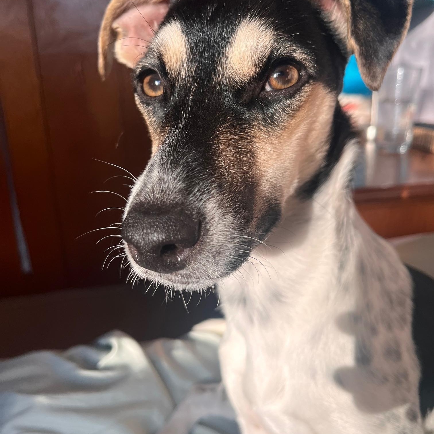 Enlarge Zeke, a Adoptable Jack Russell Terrier in Toronto, ON image 1/6