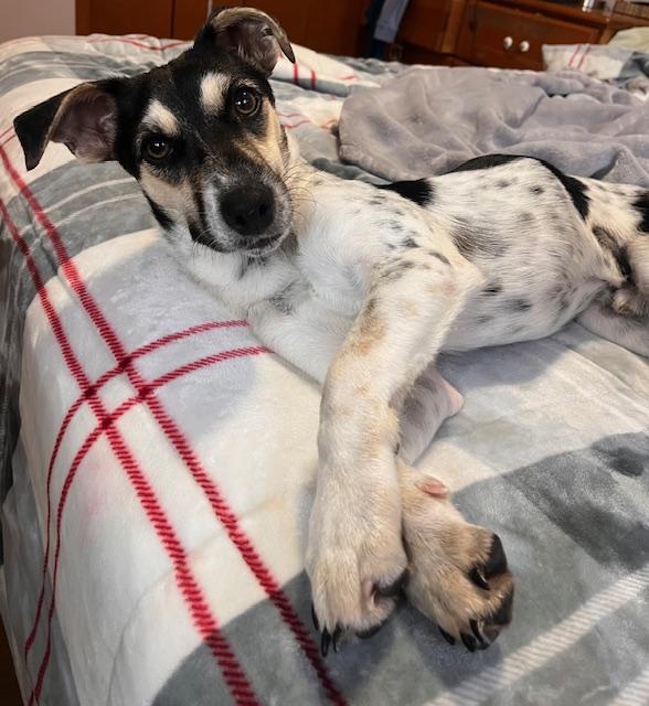 Enlarge Zeke, a Adoptable Jack Russell Terrier in Toronto, ON image 5/6