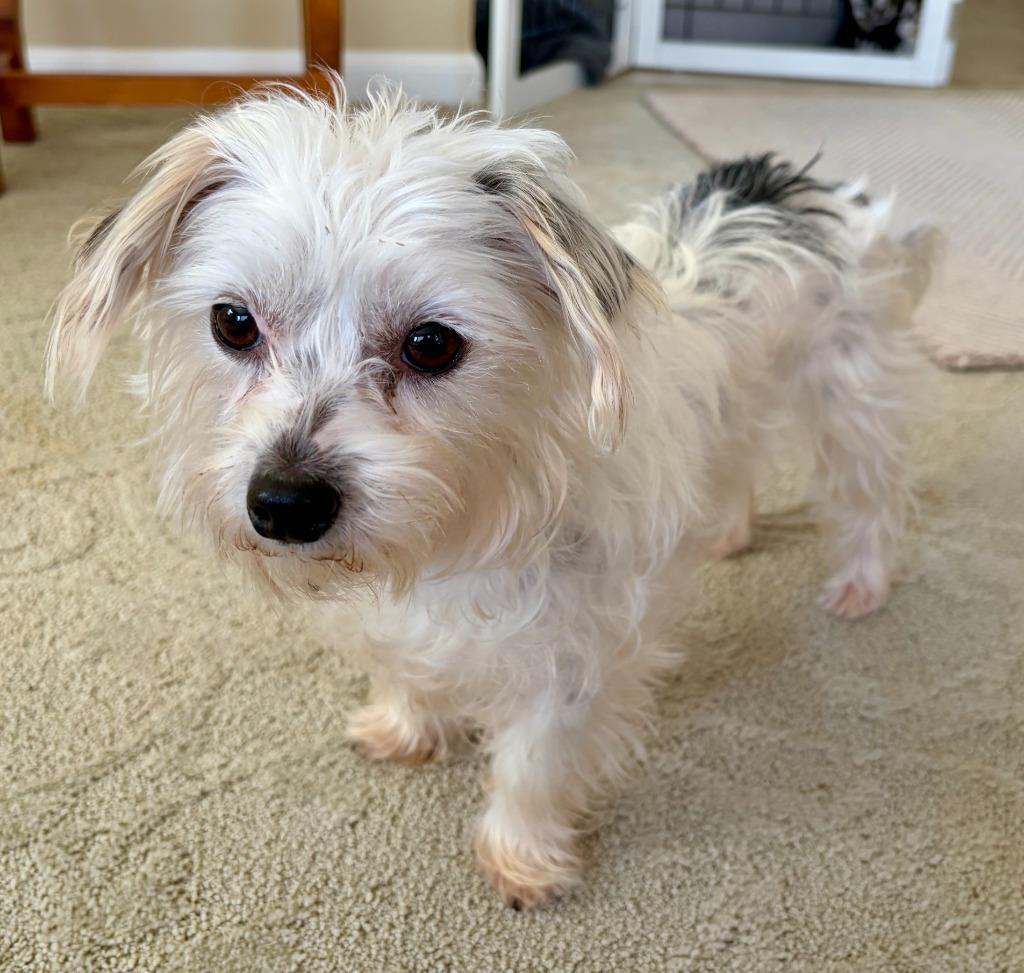 Enlarge Cotton, a Adoptable mixed breed in West Bloomfield, MI image 1/5