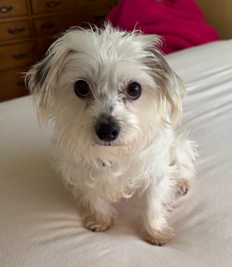 Enlarge Cotton, a Adoptable mixed breed in West Bloomfield, MI image 2/5