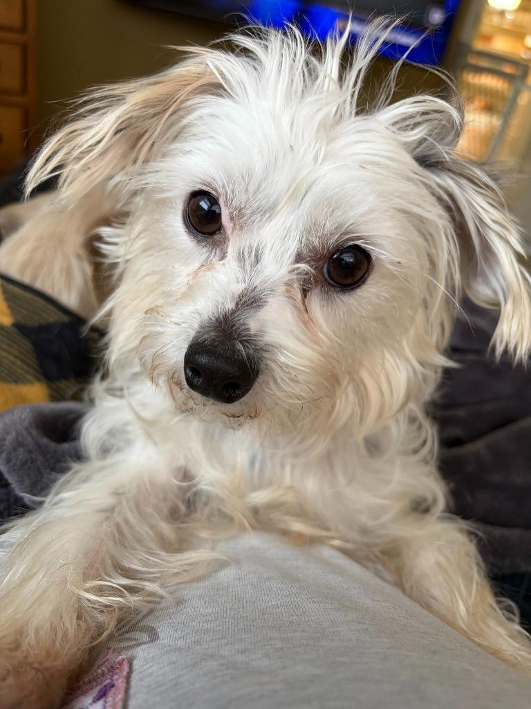 Enlarge Cotton, a Adoptable mixed breed in West Bloomfield, MI image 3/5