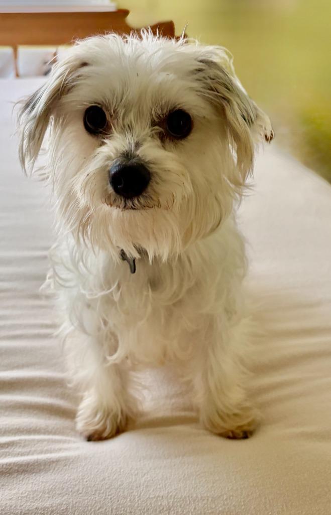 Enlarge Cotton, a Adoptable mixed breed in West Bloomfield, MI image 4/5