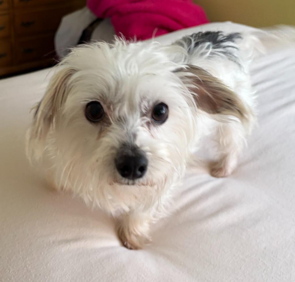 Enlarge Cotton, a Adoptable mixed breed in West Bloomfield, MI image 5/5