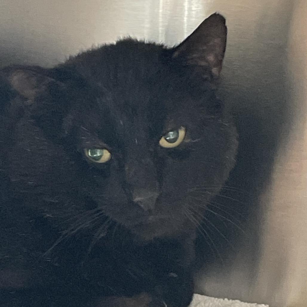 Enlarge Rain, a Adoptable Domestic Short Hair in Roanoke, VA image 1/1
