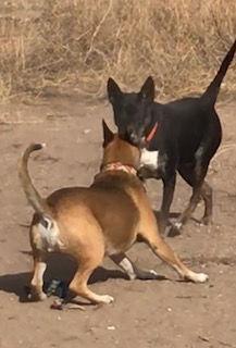 Enlarge Tracy, a Adoptable mixed breed in Westminster, CO image 3/6