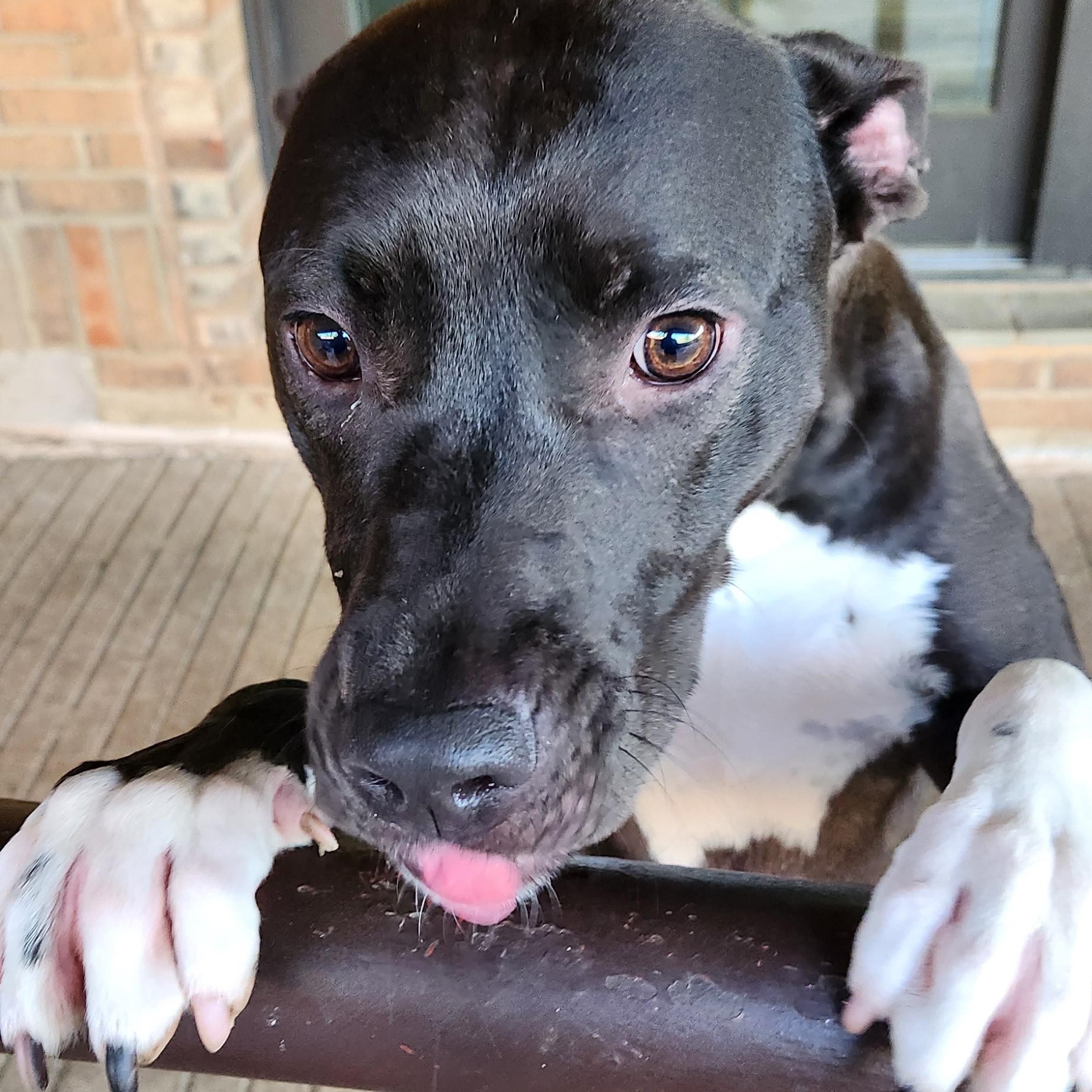 Enlarge Sade, a ADOPTABLE mixed breed in Fort Worth, TX image 2/3