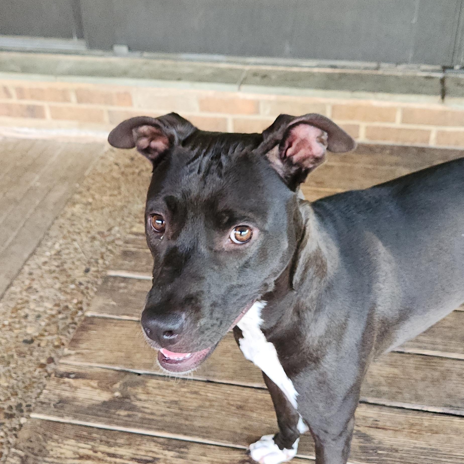 Enlarge Sade, a ADOPTABLE mixed breed in Fort Worth, TX image 3/3