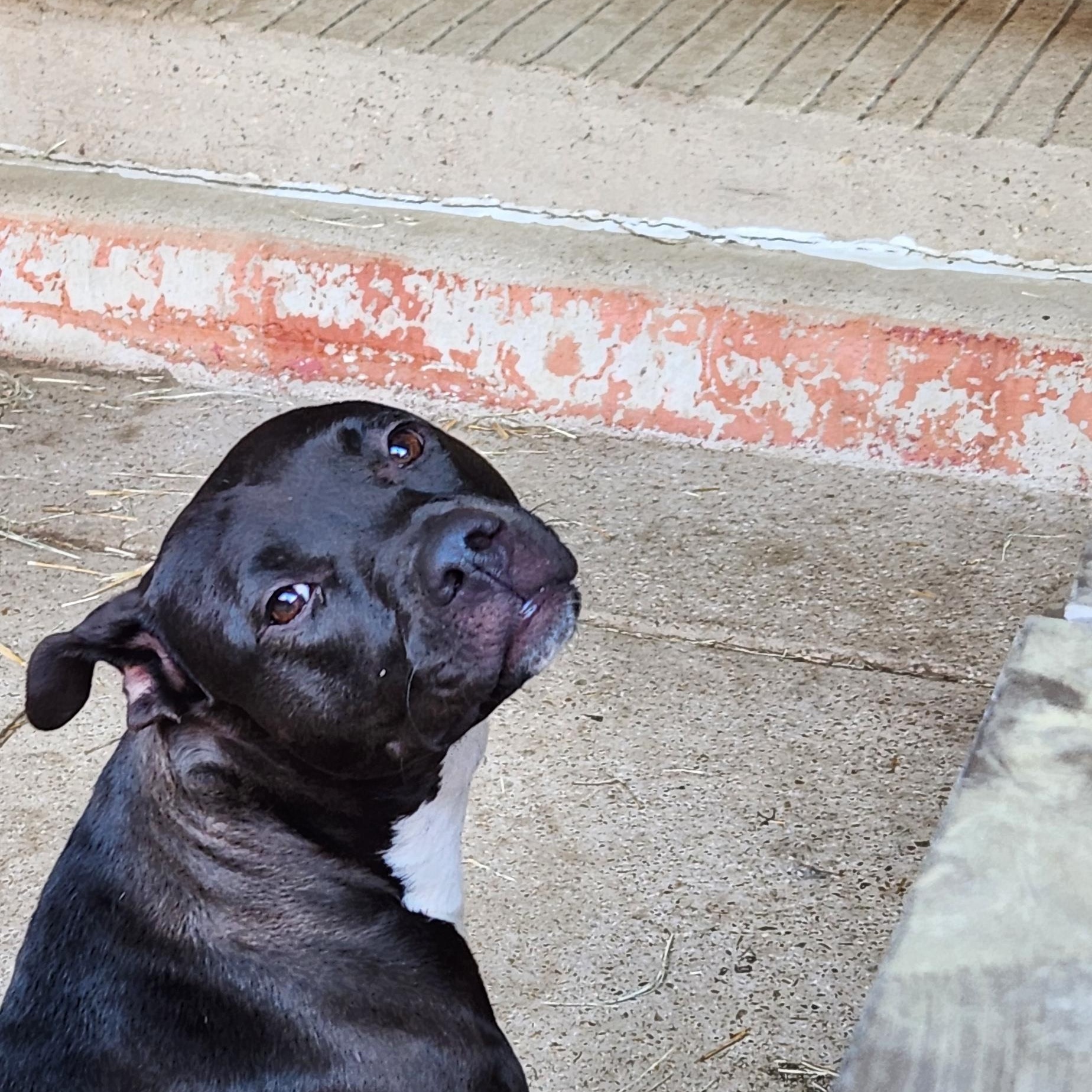 Enlarge Sade, a ADOPTABLE mixed breed in Fort Worth, TX image 1/3