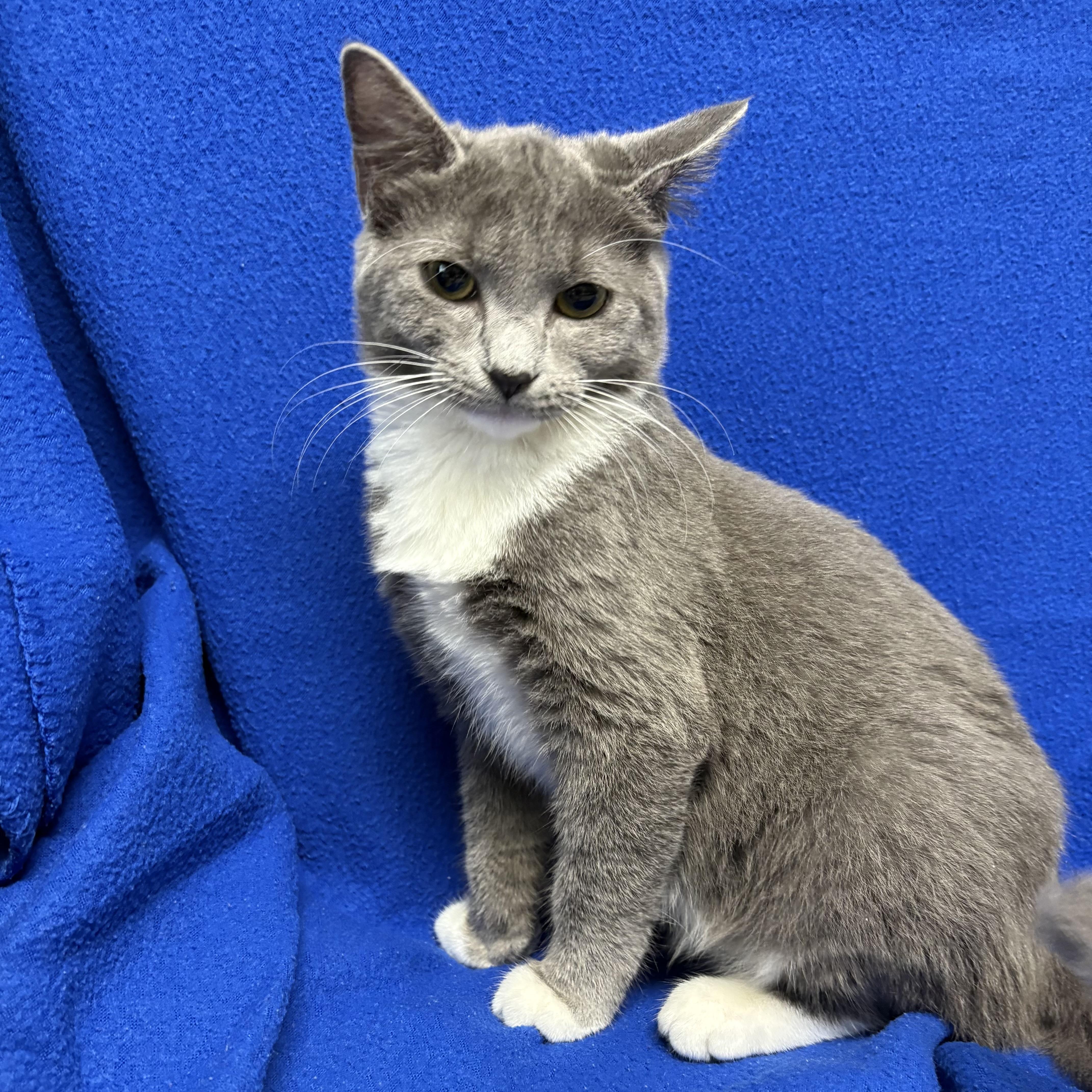 Enlarge Stormy, an adopted Domestic Short Hair in Valdosta, GA image 1/3