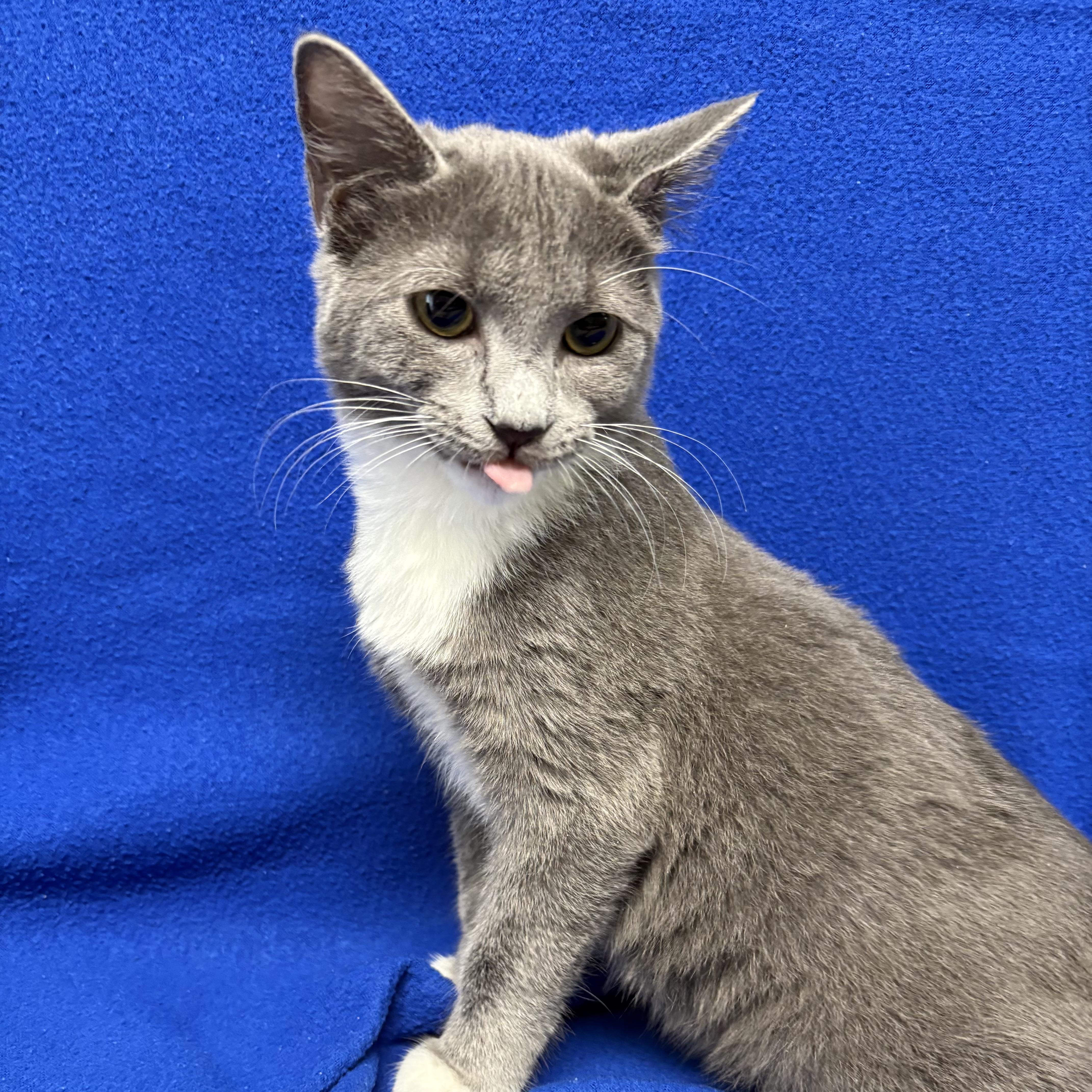 Enlarge Stormy, an adopted Domestic Short Hair in Valdosta, GA image 3/3