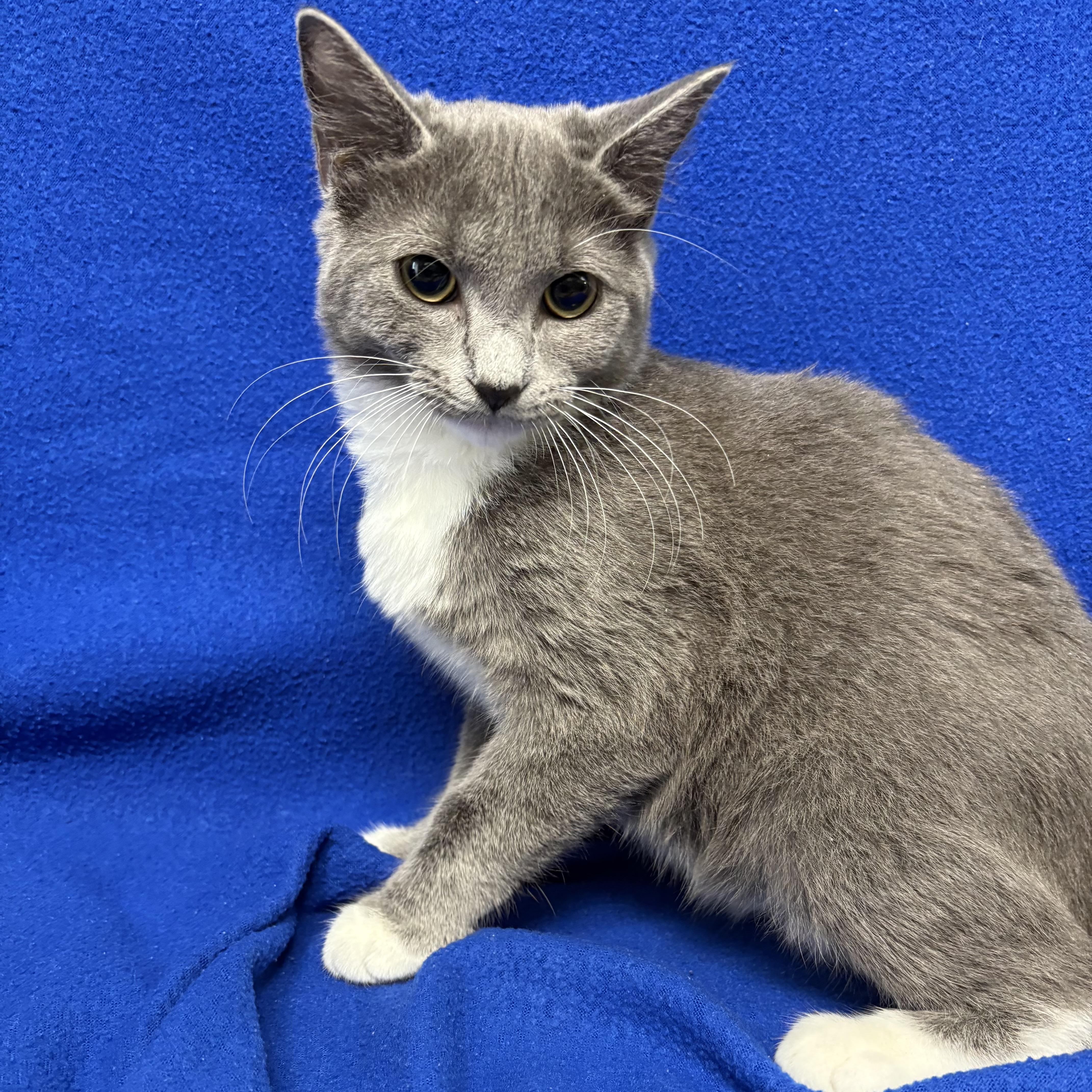 Enlarge Stormy, an adopted Domestic Short Hair in Valdosta, GA image 2/3