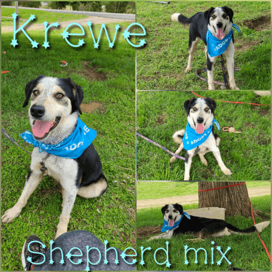 Krewe, an adoptable Australian Shepherd, Collie in Ashdown, AR, 71822 | Photo Image 1