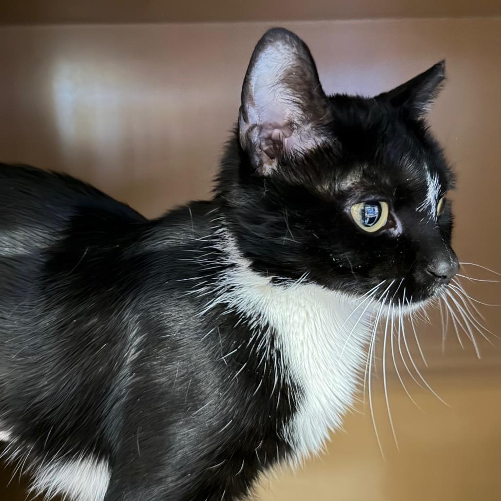 Orca, Adoptable, Young Female Domestic Short Hair.