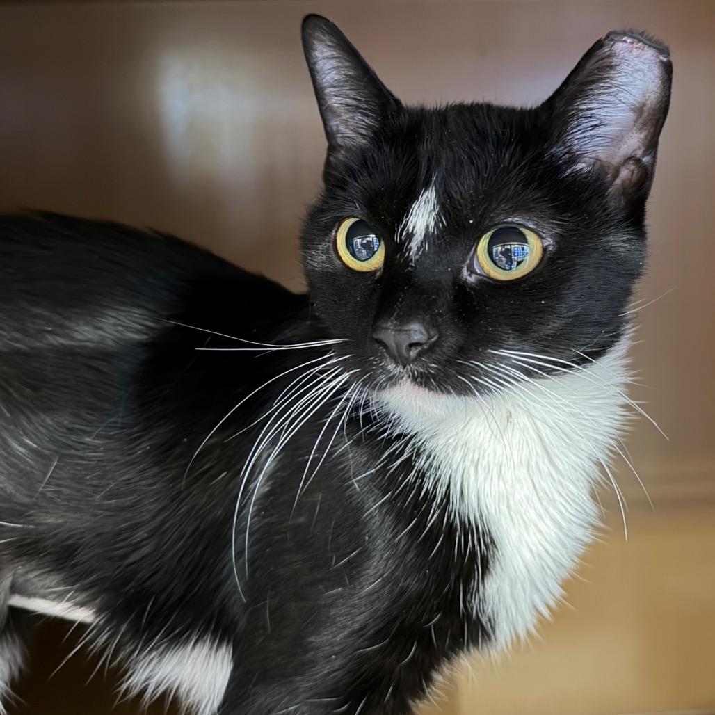 Orca, Adoptable, Young Female Domestic Short Hair.