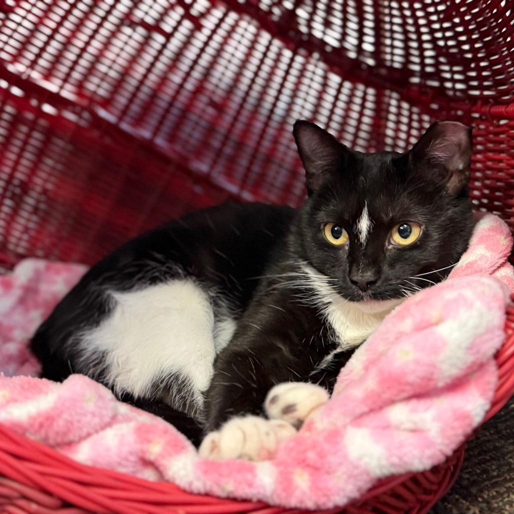 Enlarge Orca, a Adoptable Domestic Short Hair in Middlebury, VT image 2/6