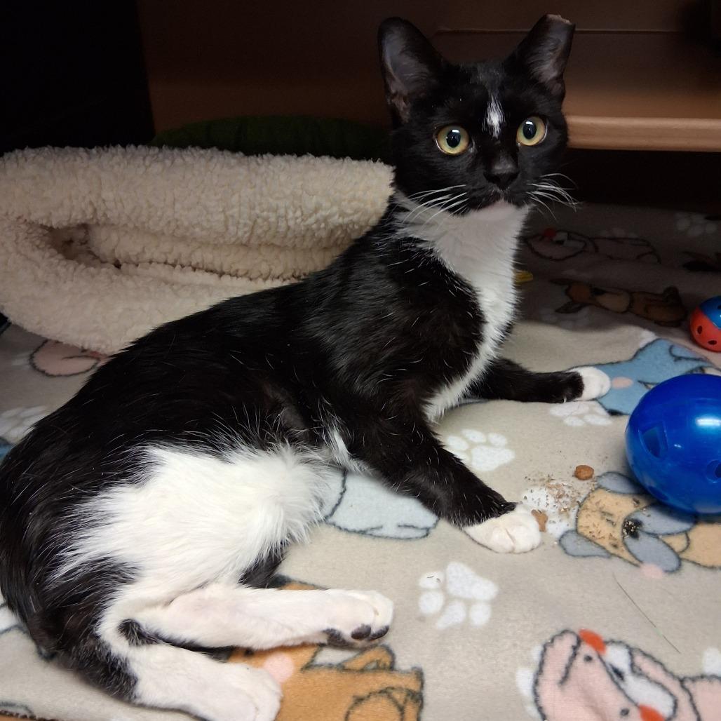 Enlarge Orca, a Adoptable Domestic Short Hair in Middlebury, VT image 4/6