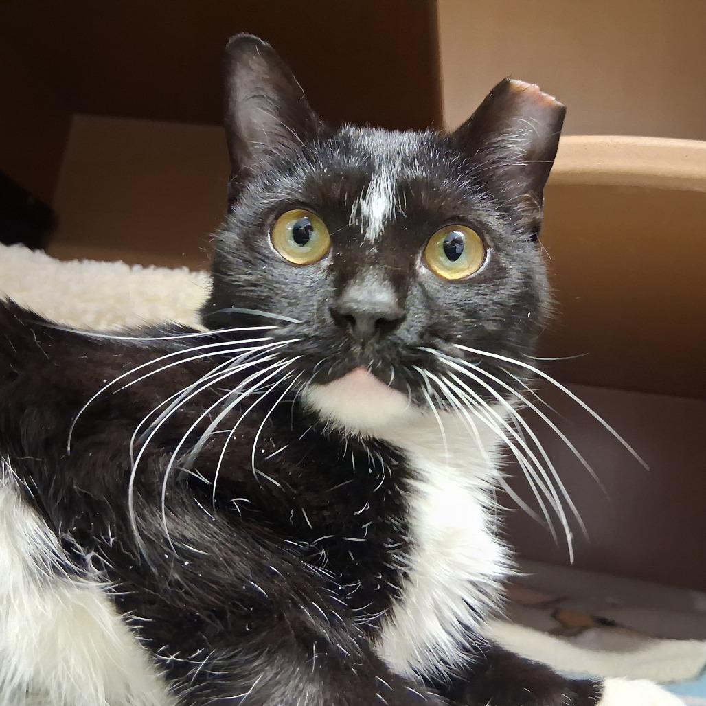 Enlarge Orca, a Adoptable Domestic Short Hair in Middlebury, VT image 5/6