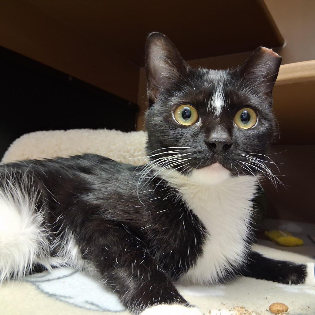 Enlarge Orca, a Adoptable Domestic Short Hair in Middlebury, VT image 6/6