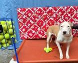 Lucy Lou 58907932 Pit Bull Terrier Dog