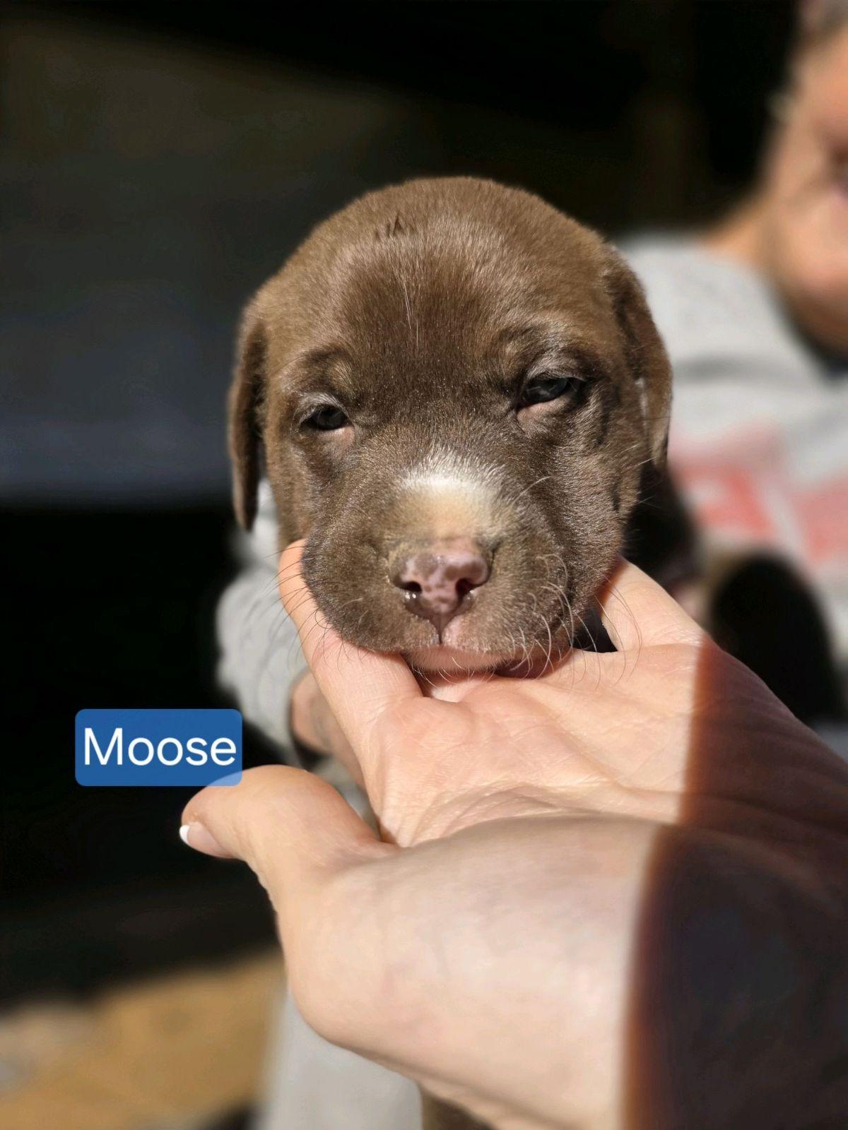 Moose, ADOPTABLE, Young Male Labrador Retriever & Great Pyrenees.