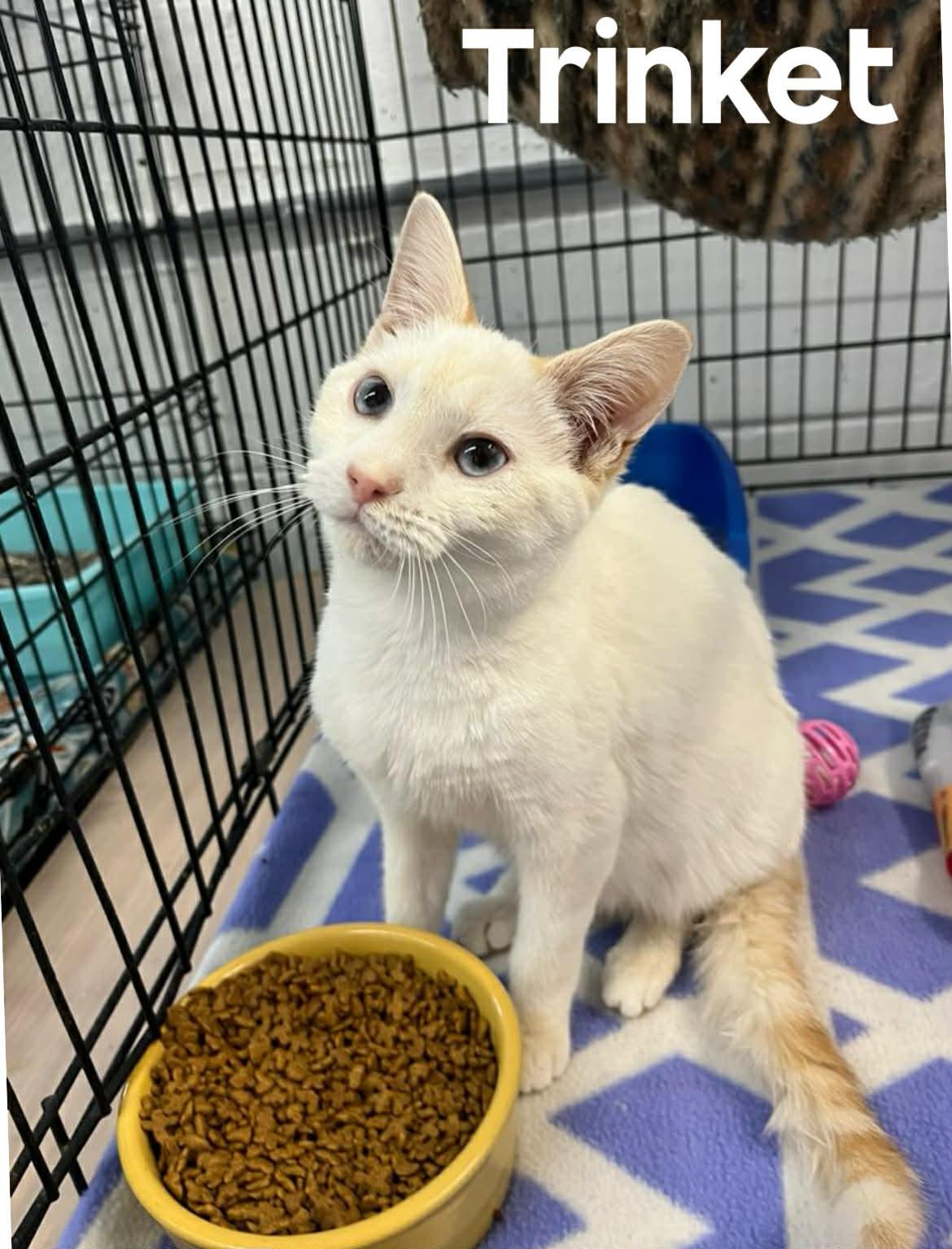 Tricket, ADOPTABLE, Young Female Siamese.