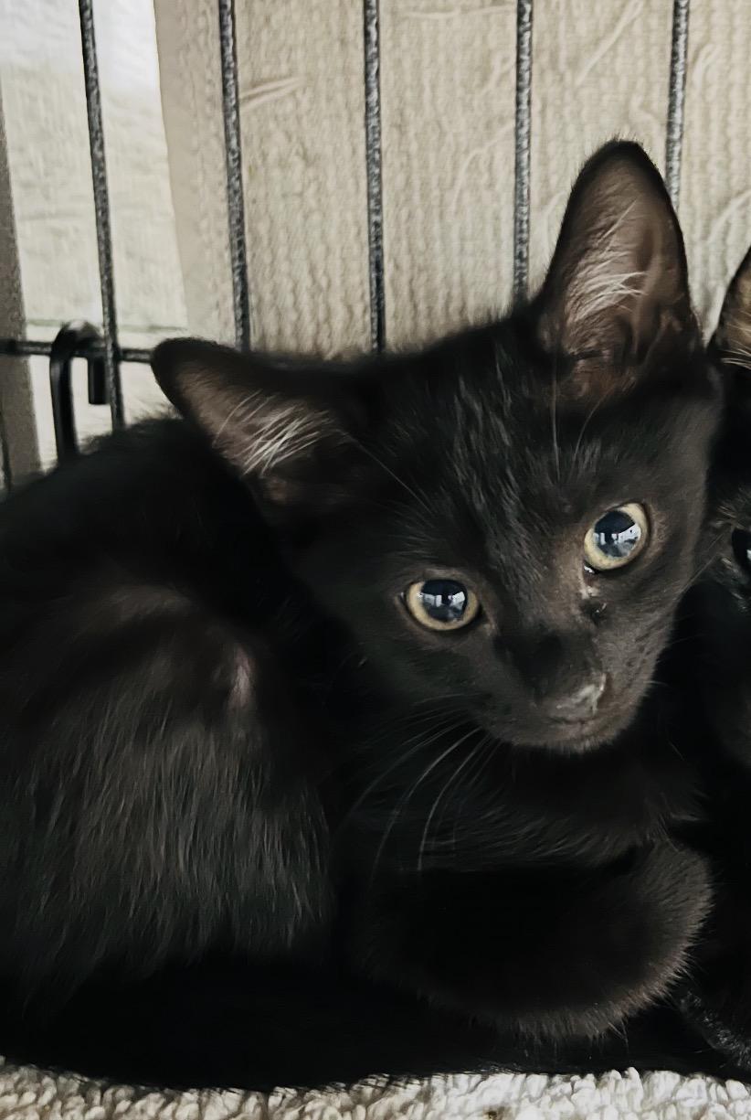 Jack, Adopted, Kitten Male Domestic Short Hair.