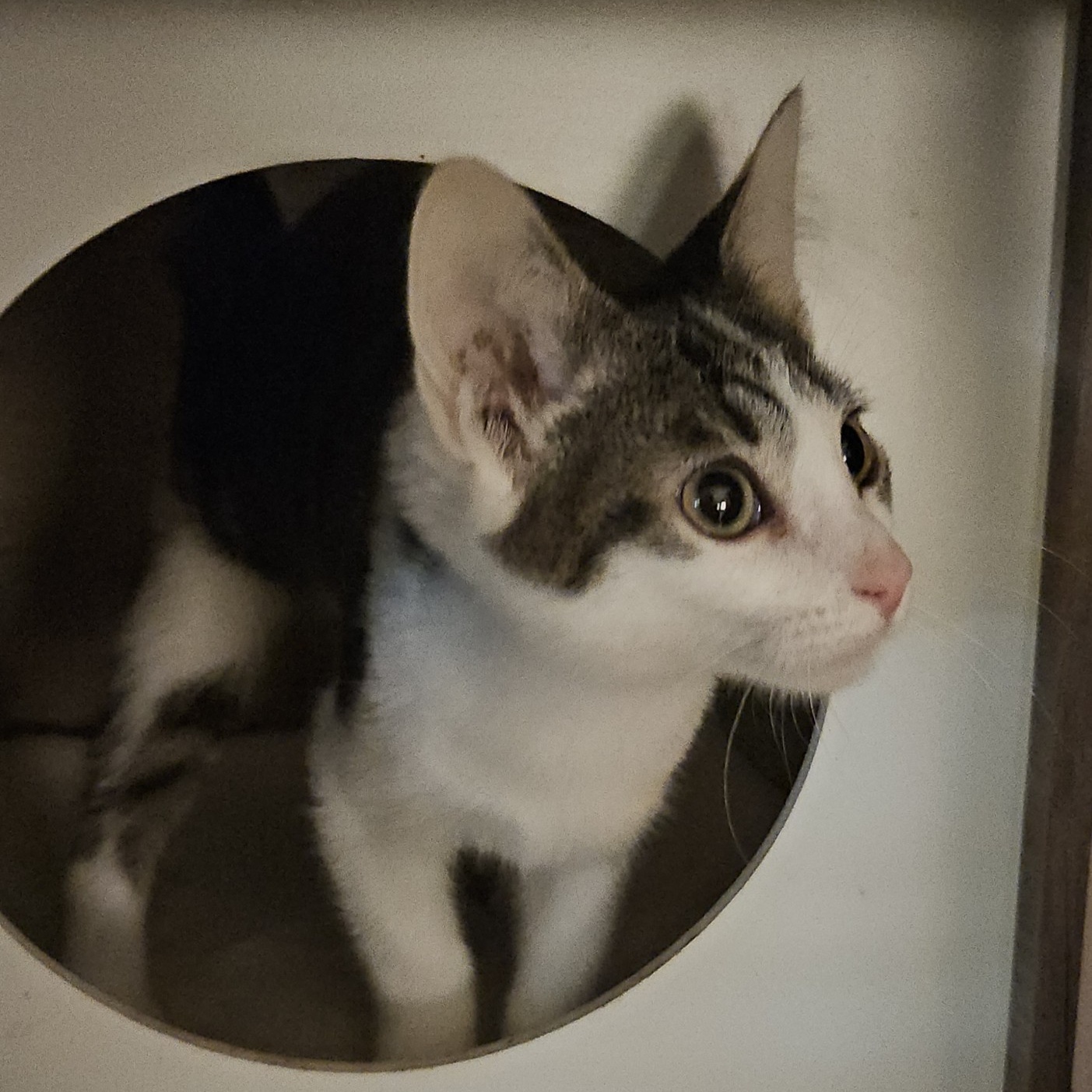 Enlarge Conway, a Adoptable Domestic Short Hair in Kirklin, IN image 3/6