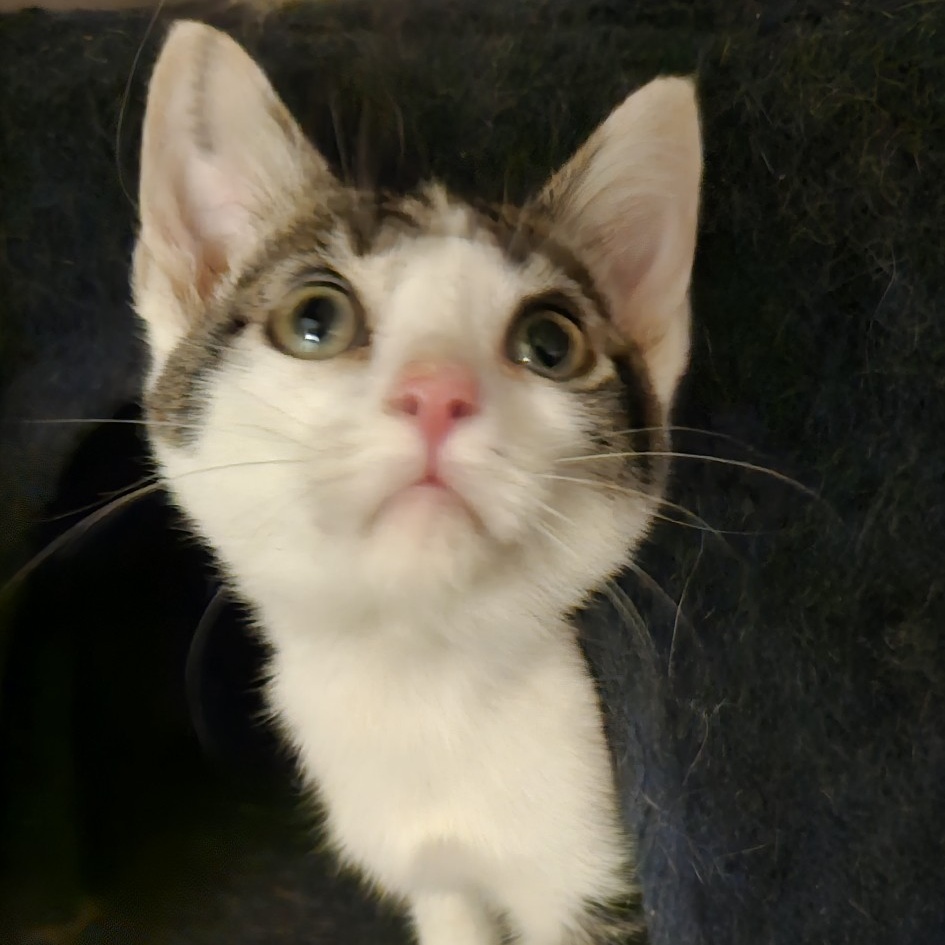 Enlarge Conway, a Adoptable Domestic Short Hair in Kirklin, IN image 5/6