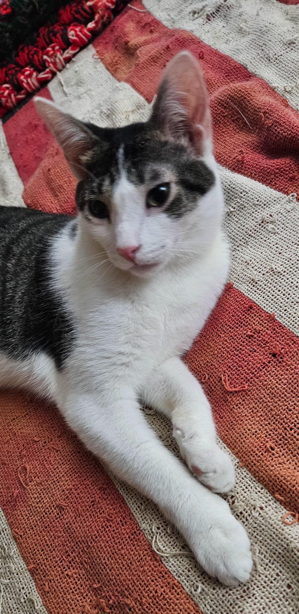 Conway, Adoptable, Kitten Male Domestic Short Hair.