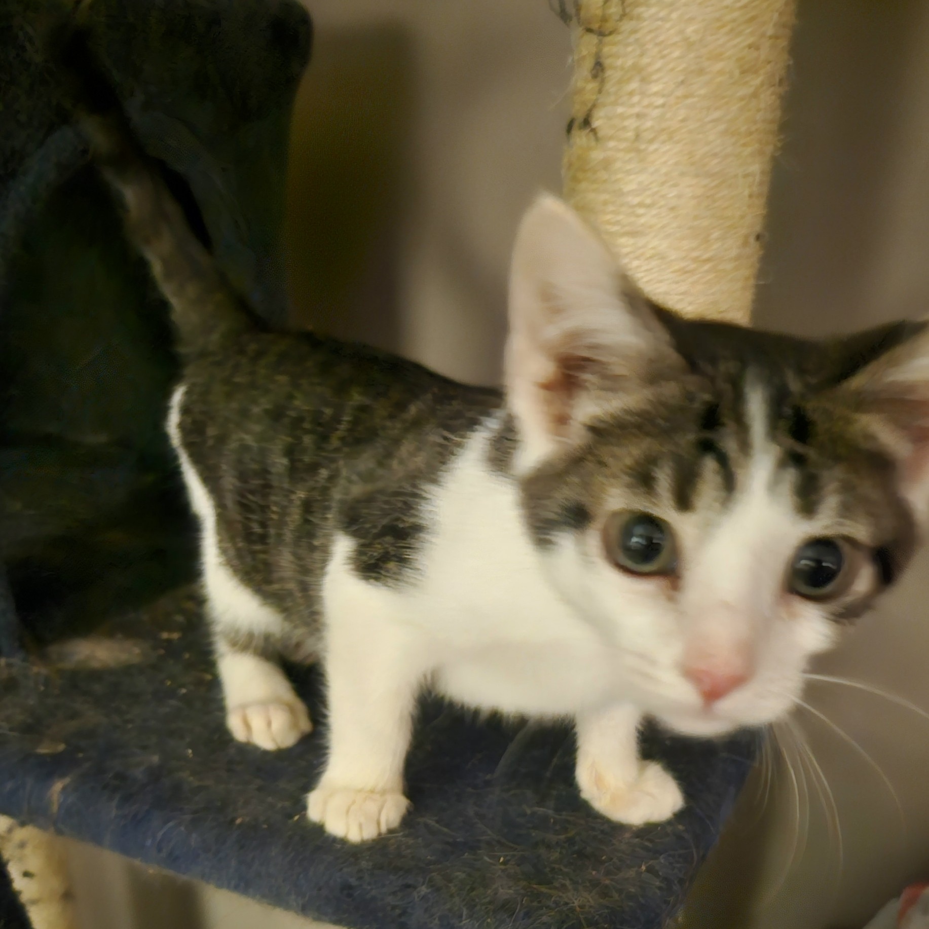Enlarge Conway, a Adoptable Domestic Short Hair in Kirklin, IN image 6/6